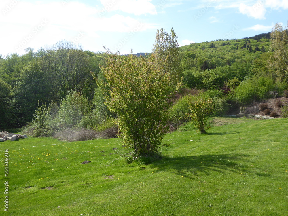 Idylle im Harz