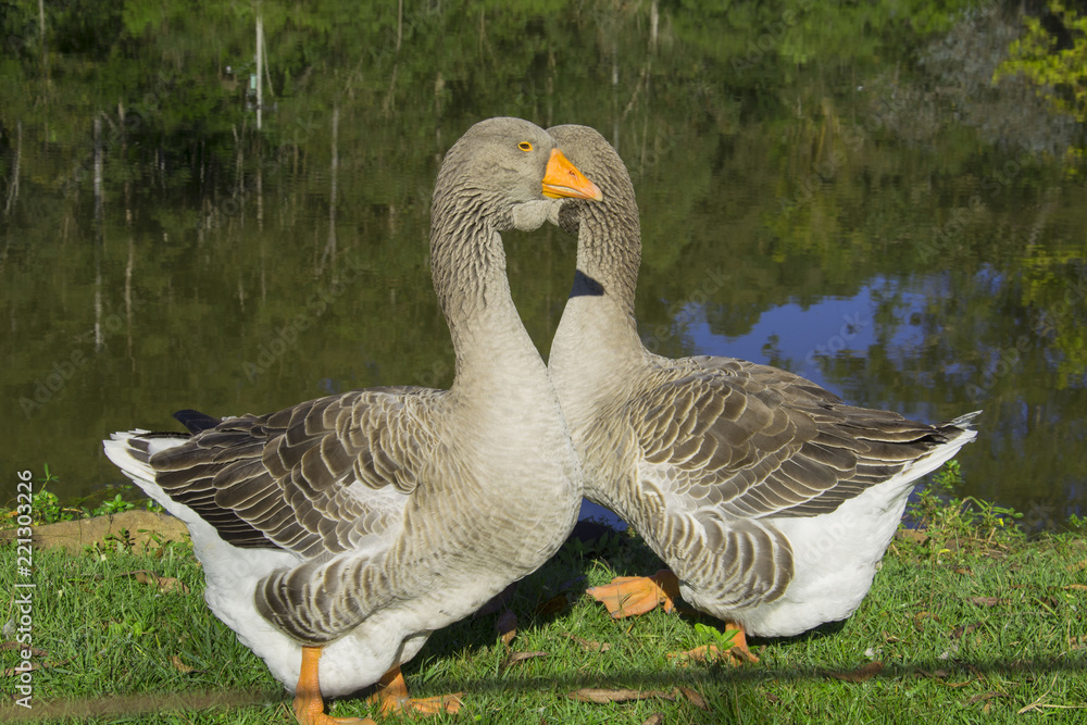 Fototapeta premium Geese on the hacienda, Igrejinha, Rio Grande do Sul, Brazil