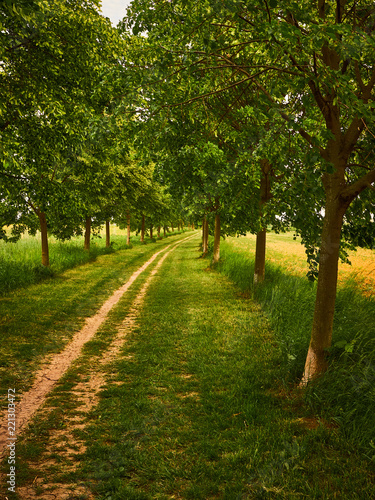 Footpath lead by green trees in fields