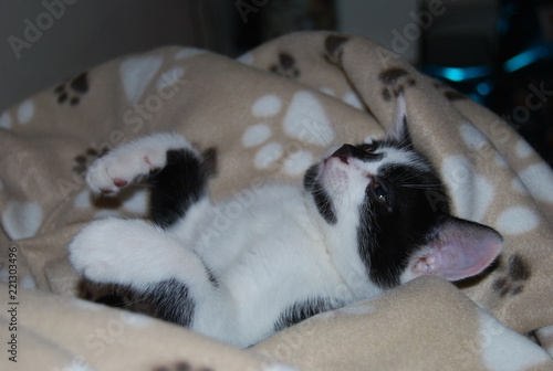 Black and white kitten in blanket