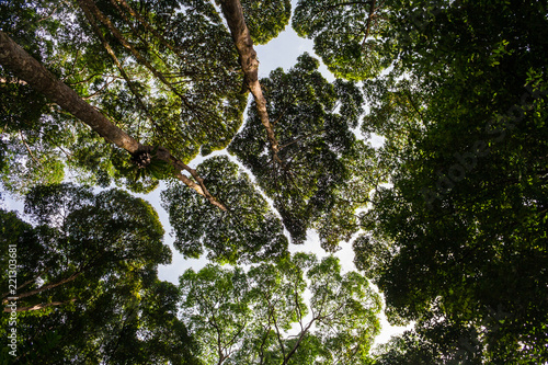 Wonderful low angle shot of small and large gaps between the tops of trees, as if they are trying to avoid touching each other. The crown shyness was taken in FRIM in Kepong, Malaysia.