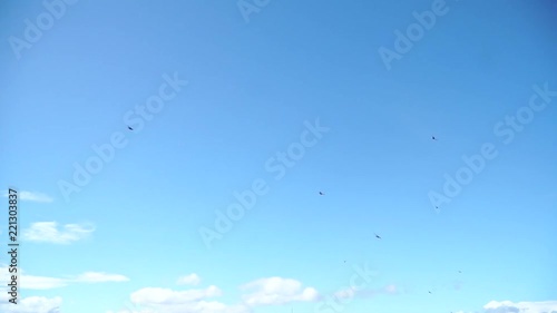 Birds fly over the buildings of New York