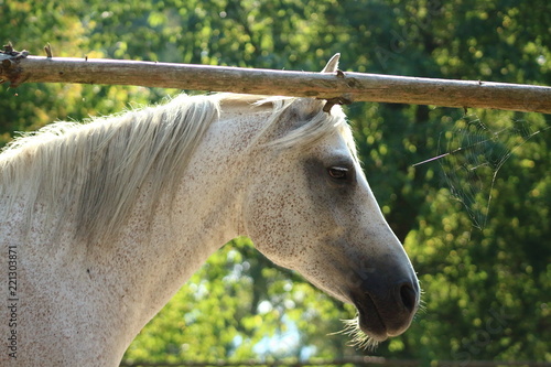 Wallpaper Mural White horse Torontodigital.ca