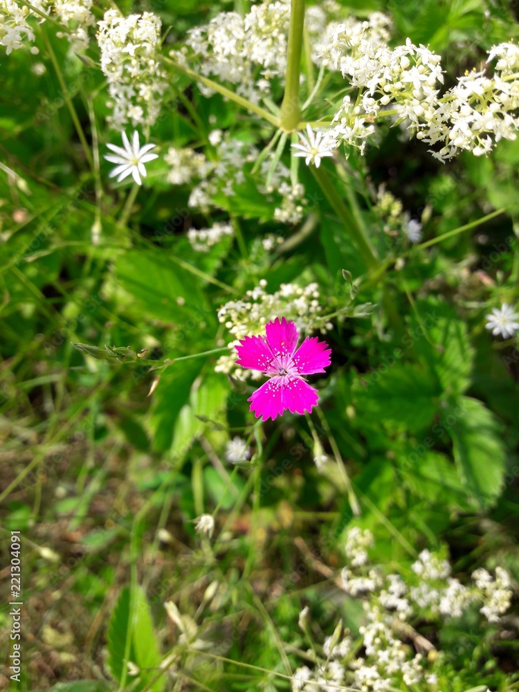 Dianthus pratensis, carnation,pink flower