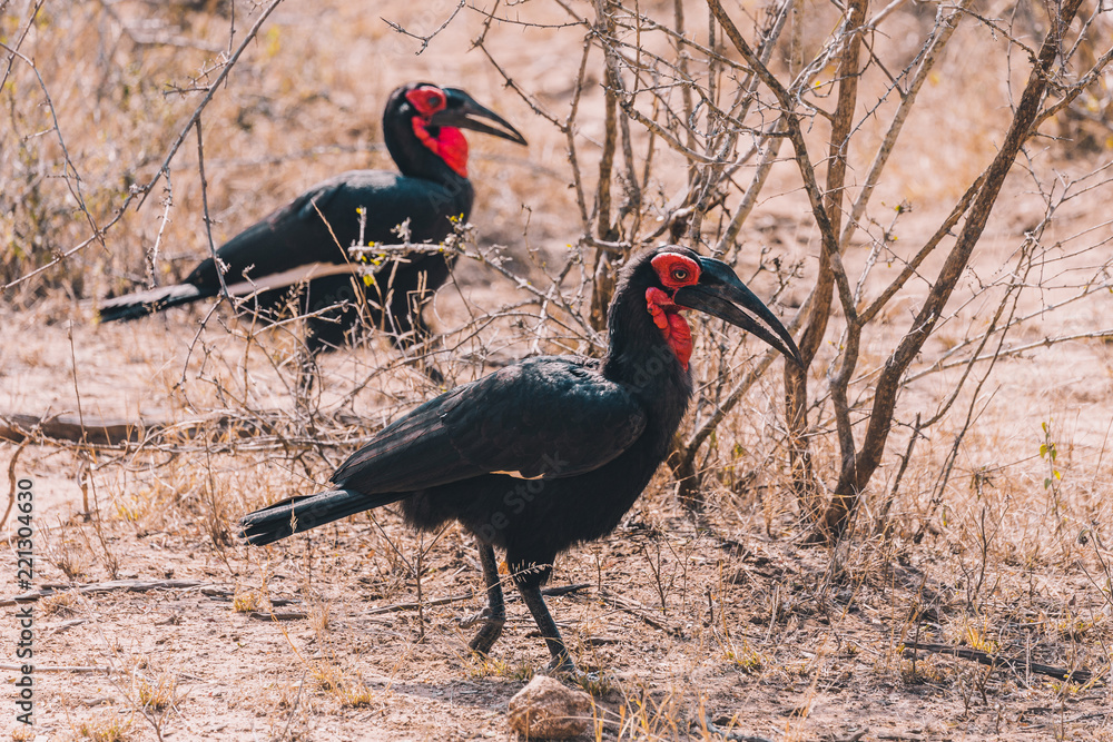 Fototapeta premium Ground Hornbill