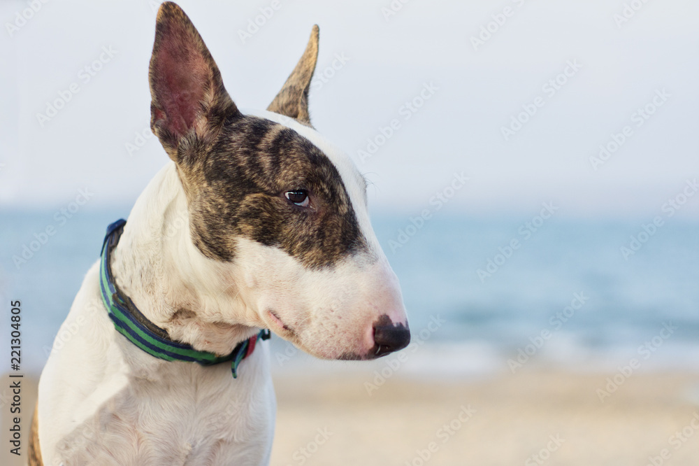 Mascota Perro Bull Terrier fondo arena y playa desenfocado 