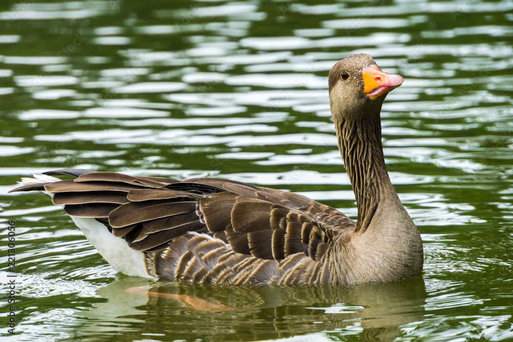 Brown female duck in the water Brown female duck in the water