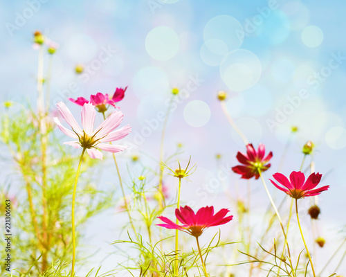 Pink wild flowers against the background of the sky, bottom view, toned. Flower background, soft focus