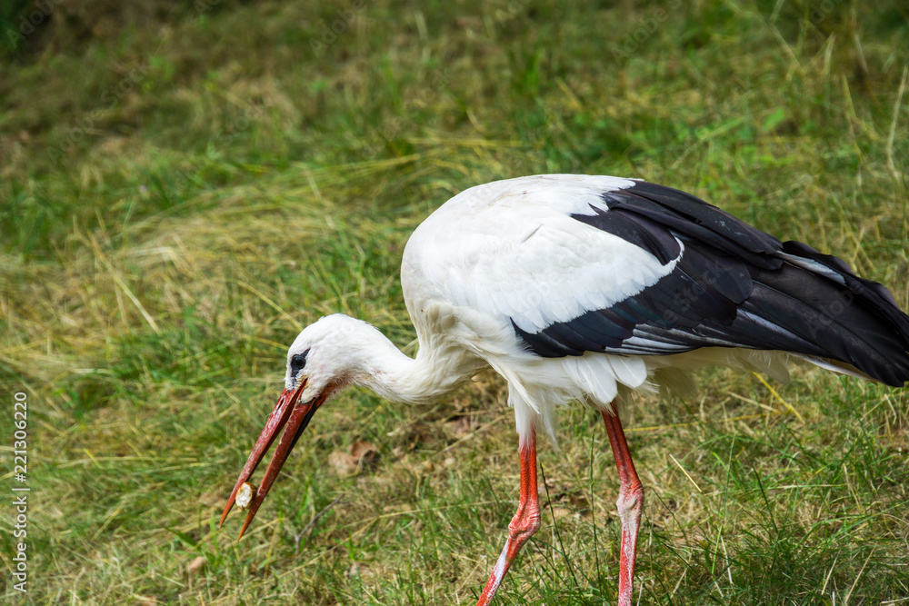 Fototapeta premium Beautiful stork eating piece of bread