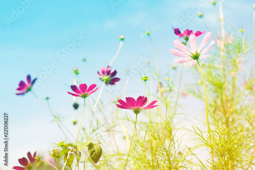 Pink wild flowers against the background of the sky, bottom view, toned. Flower background, soft focus