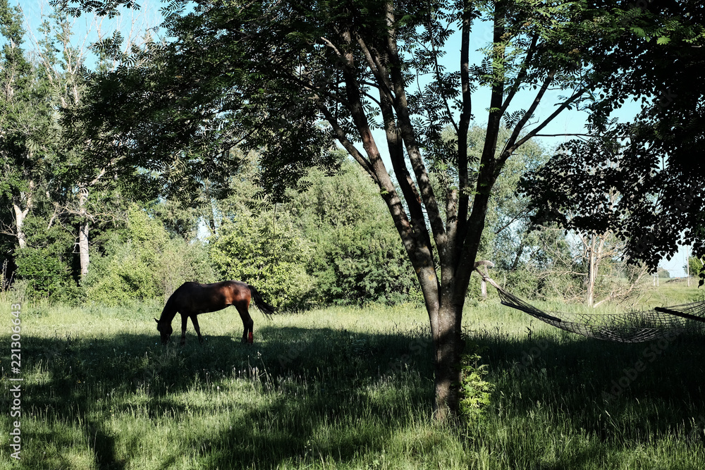 Horse grazing in a meadow in the forest. Horse grazing in a meadow in the forest.