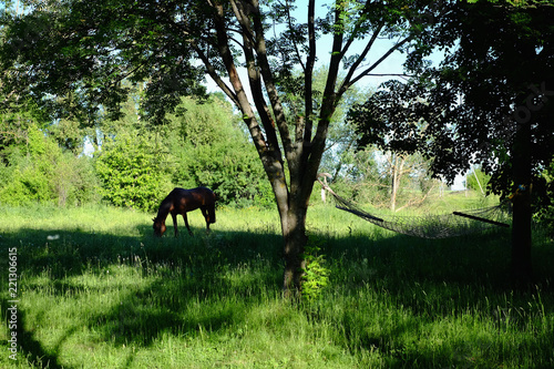 Horse in a meadow in the woods. © novolodskiy