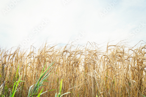Ripe yellow ears of wheat against the sky