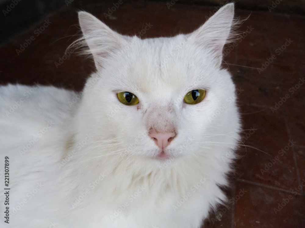 The still white cat