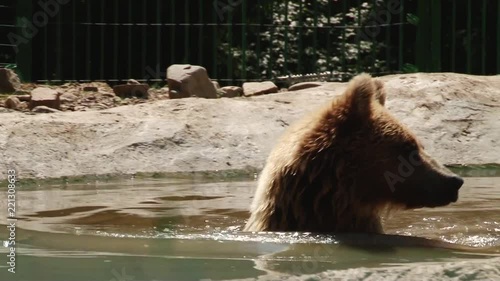 Brown Bears play in the reserve in the pond photo