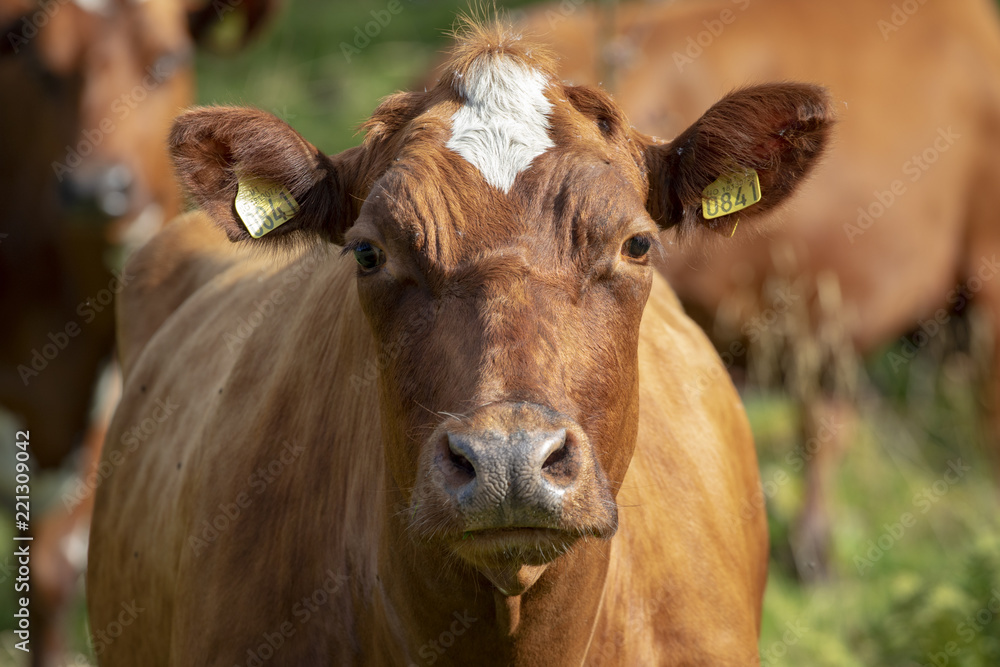 Cow grazing in Nordland county