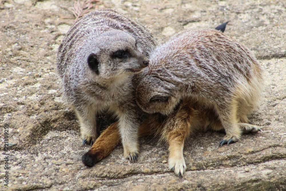 Fototapeta premium Meerkats