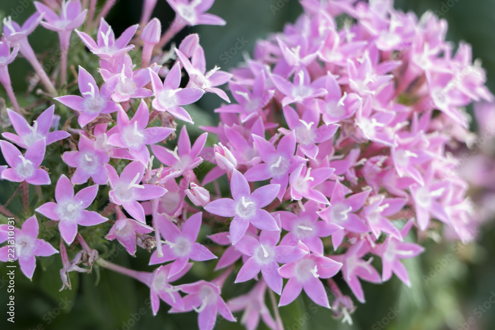 Obraz premium pink little flowers