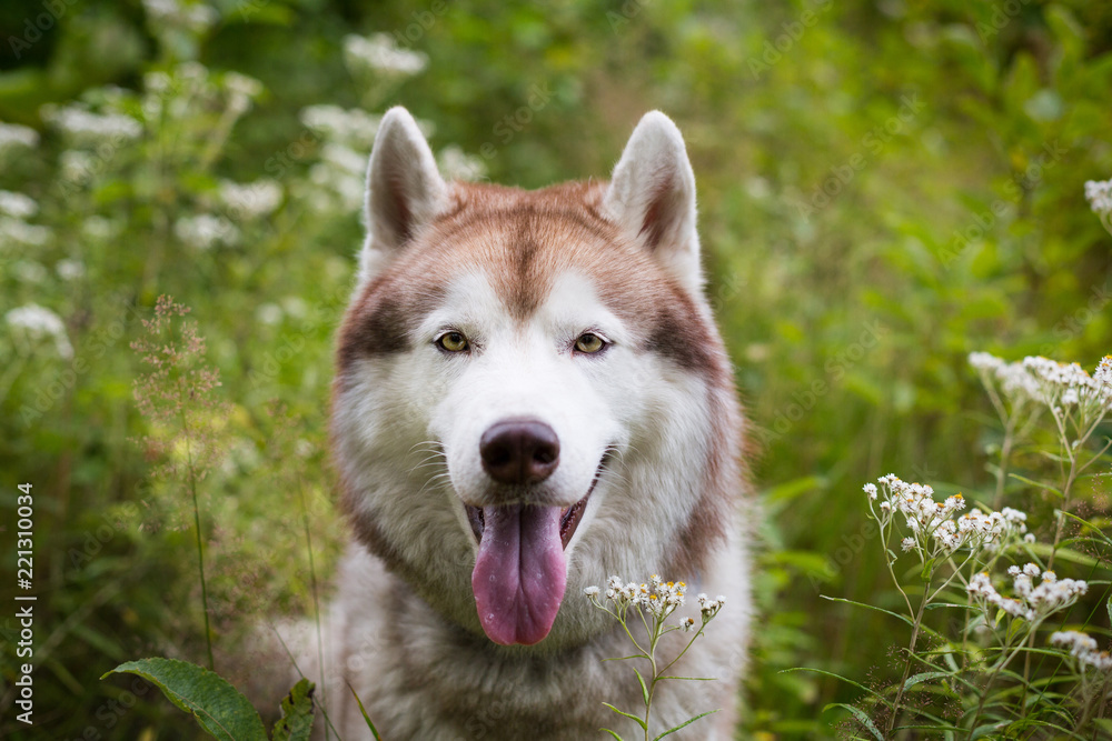 Close-up portrait of free beige and white dog breed siberian husky sitting in the green grass and wild flowers Close-up portrait of free beige and white dog breed siberian husky sitting in the green grass and wild flowers