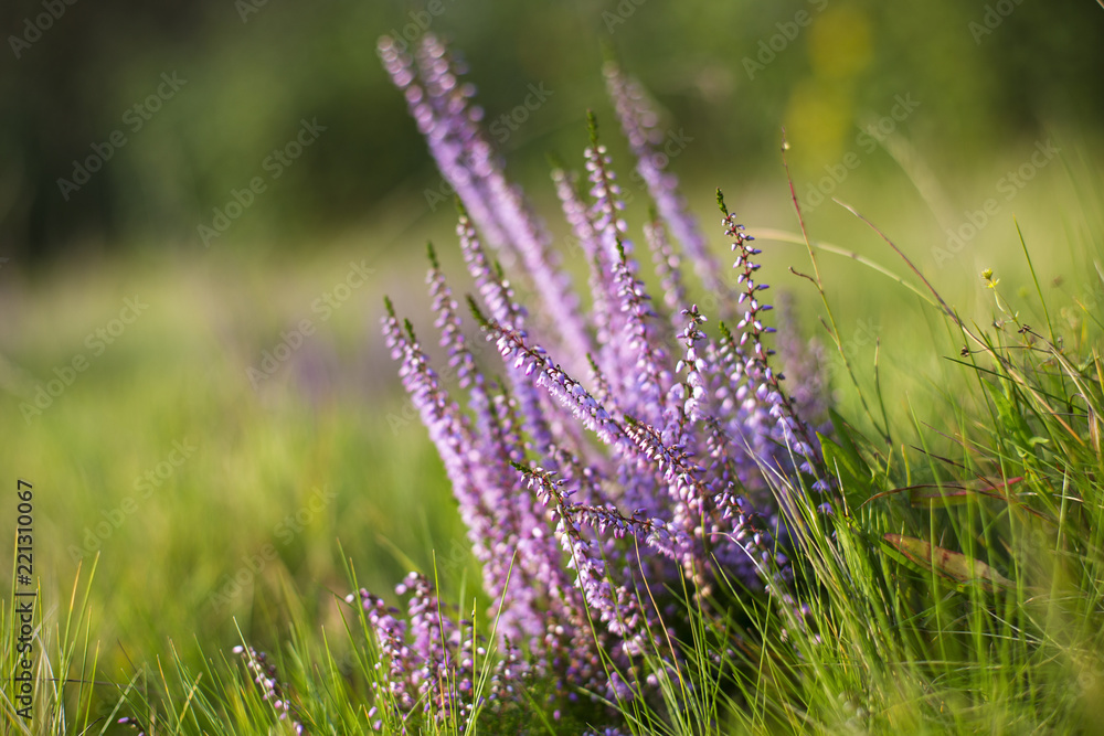 Fototapeta premium Flowering Calluna vulgaris. flowering bushes calluna vulgaris selective focus