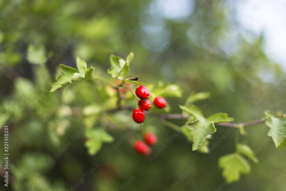 Red wild hawthorn (Crataegus) fruits on the branch. Selective focus.