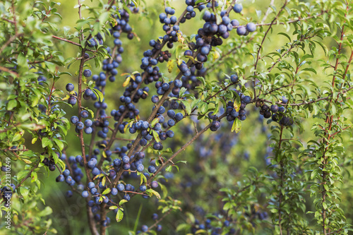 ripe fruits of Prunus spinosa (blackthorn, or sloe) on branches in autumnThe fruits of blackthorn (Prunus spinosa). prunus spinosa berries commonly known as blackthorn or sloe photo