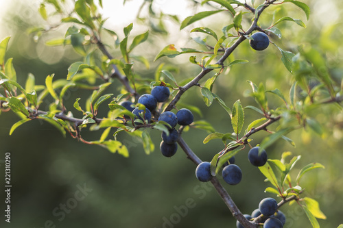 Prunus spinosa (blackthorn, or sloe). The fruits of blackthorn (Prunus spinosa). prunus spinosa berries commonly known as blackthorn or sloe