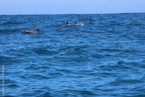 Dolphins- kauai