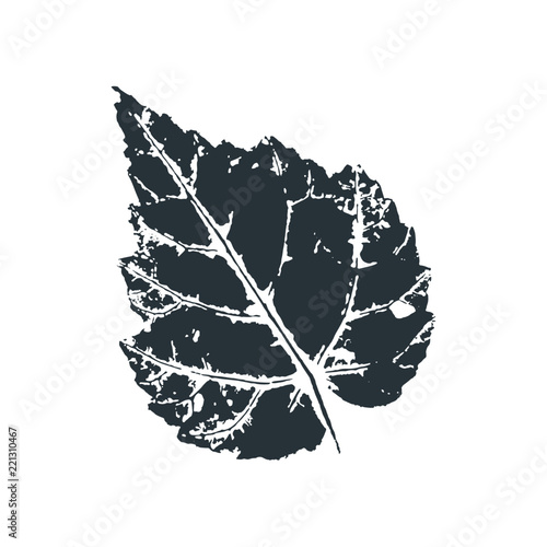 Vector birch leaf print of birch tree. Inkprinted leaves of the trees on paper. Traced vector image.
