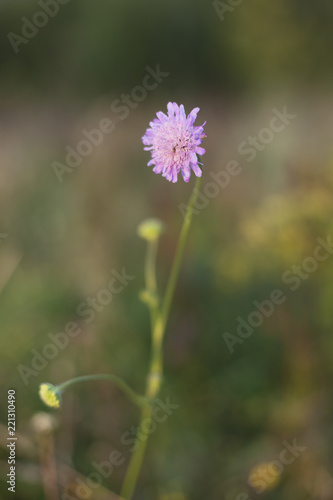 Pink field scabious flower, selective focus on a green bokehbackground - Knautia arvensis