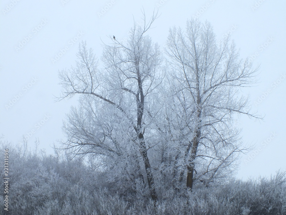 Frosted hibernating tree with a hawk on branch tip Frosted hibernating tree with a hawk on branch tip