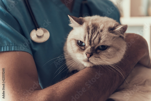 Fototapeta Naklejka Na Ścianę i Meble -  Professional Veterinarian Holding Cute Sad Cat