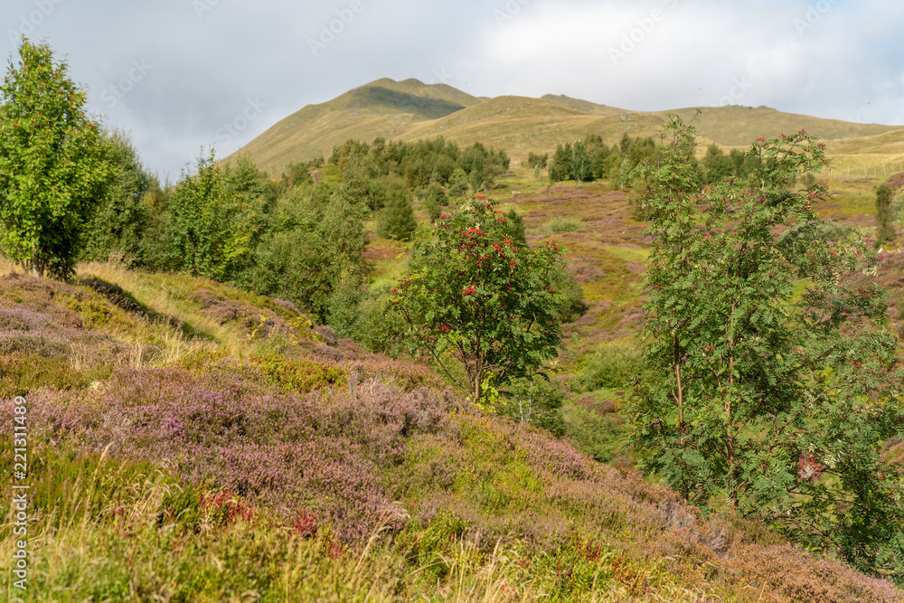 Heather and other heathland plants growing in mid summer on a hillside near the Ben Lawers mountain range in Perthshire, Scotland.