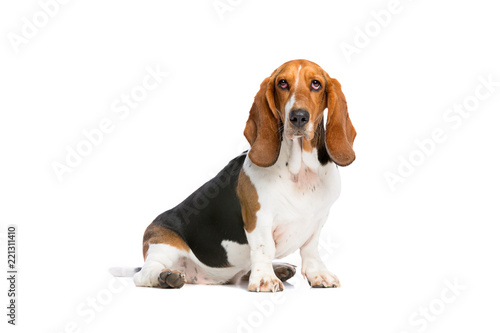 Fototapet basset hound sitting in front of a white background