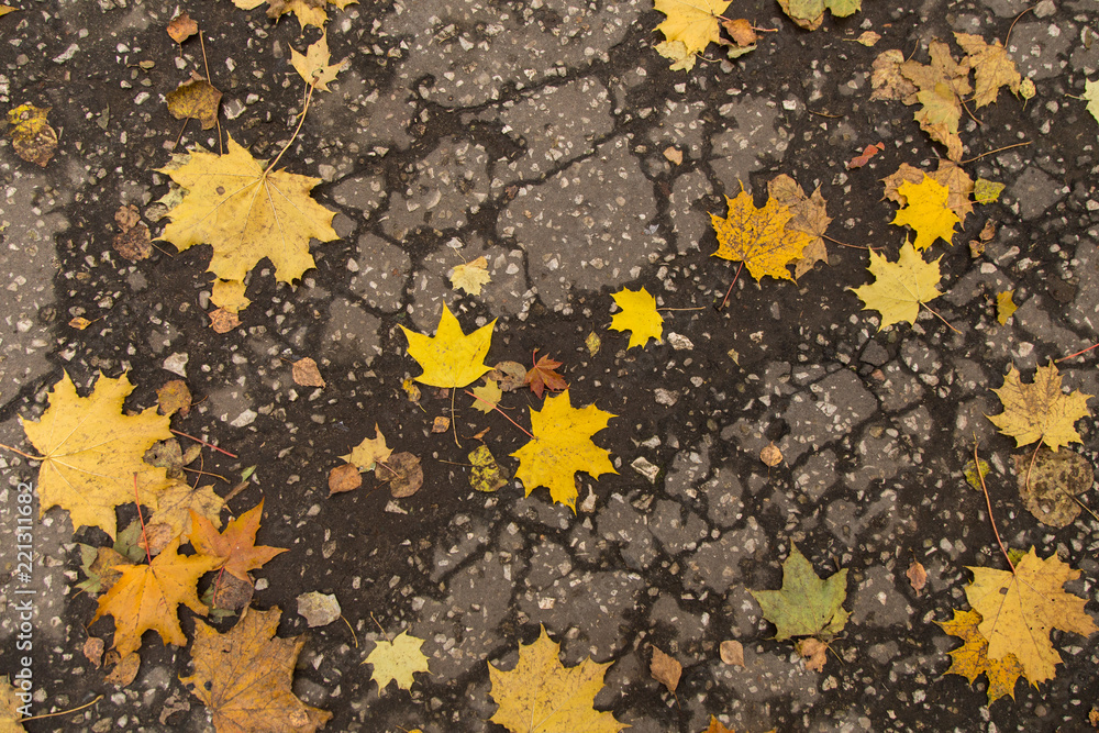 Yellow maple autumn leaves on dark grey asphalt background Yellow maple autumn leaves on dark grey asphalt background