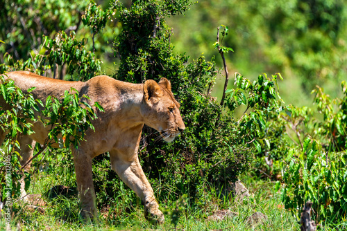 Fototapeta Naklejka Na Ścianę i Meble -  Lioness or Panthera leo walks in savanna close