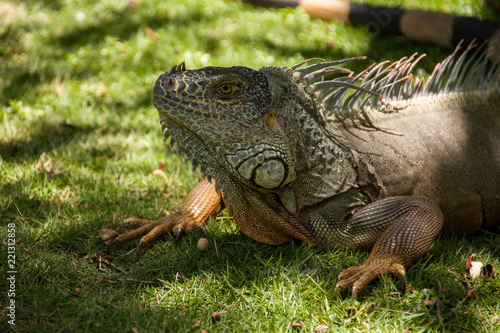 Portrait of a iguana on grass