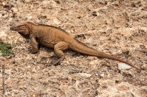 Portrait of Rhinoceros iguana. Cyclura cornuta. Dominican Republic