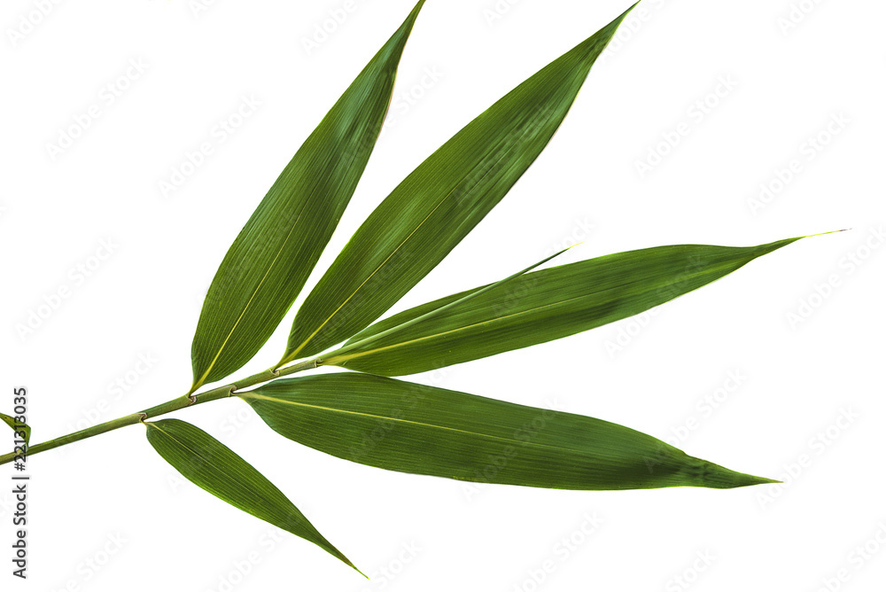 Fototapeta premium Green bamboo leaf isolated on a white background