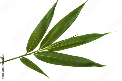 Green bamboo leaf isolated on a white background