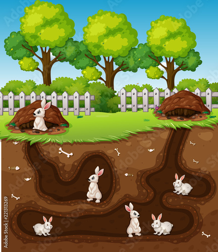 Rabbit digging the hole
