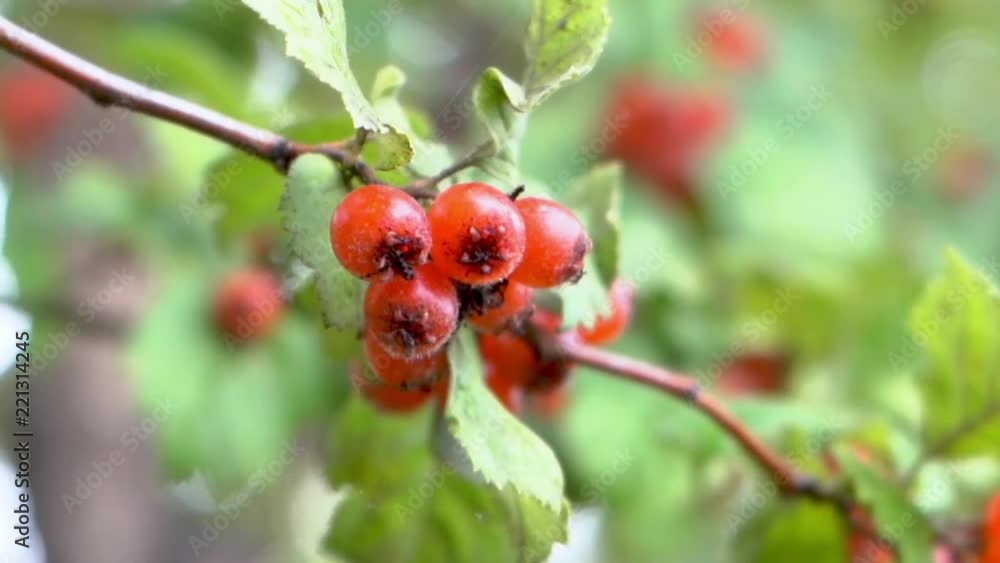 Close up of ripe hawthorn berries (Crataegus monogyna) in autumn Close up of ripe hawthorn berries (Crataegus monogyna) in autumn
