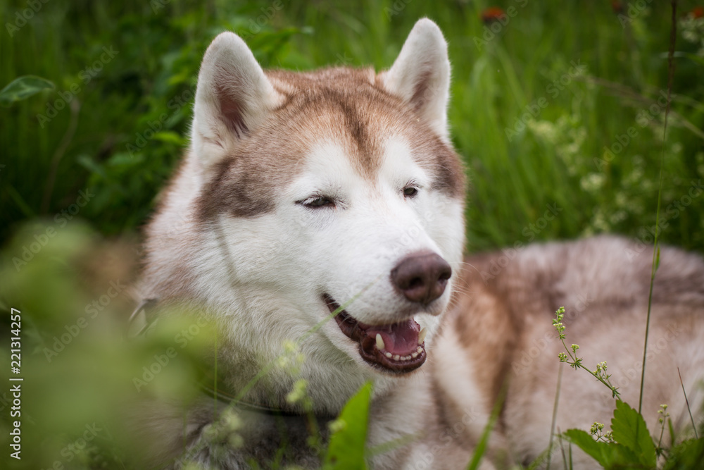 Profile Portrait of beautiful Beige and white Siberian Husky dog lying in the grass in the field