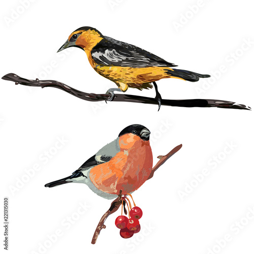 Birds. Oriole, bullfinch. Set of beirds. Vector illustration