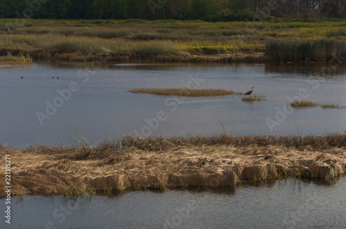 Birds and heron at lake