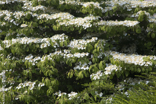 Chinese snowball (Viburnum macrocephalum), flowering photo