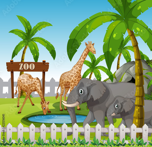 Giraffe and elephant at the zoo