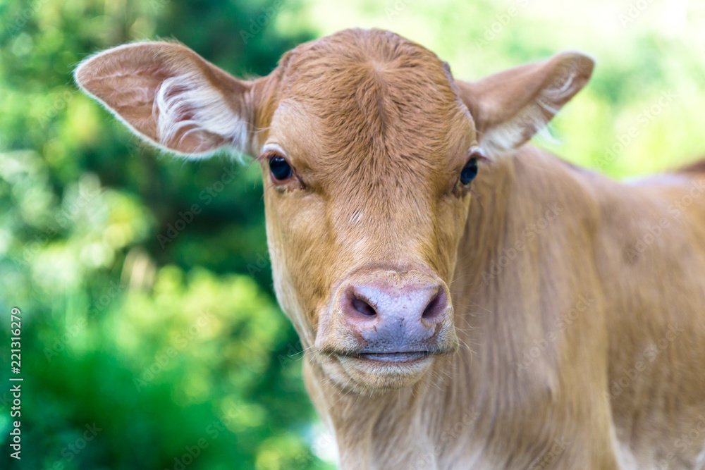 cow on grass land