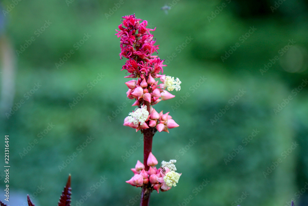 Wunderbaum Rizinus (Ricinus communis) - Giftpflanze des Jahres 2018 Wunderbaum Rizinus (Ricinus communis) - Giftpflanze des Jahres 2018