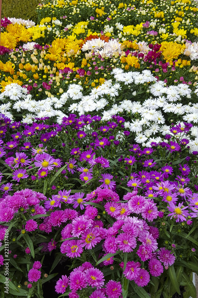 Cultivated Chrysanthemums in several colors with raindrops on leaves and flowers